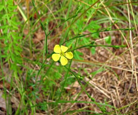 image of Linum virginianum, Virginia Yellow Flax, Woodland Flax