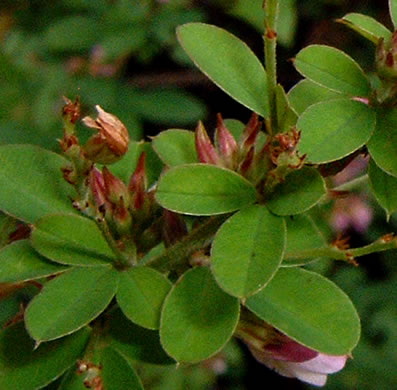 image of Lespedeza violacea, Wand Lespedeza, Wandlike Bush-clover, Violet Bush-clover
