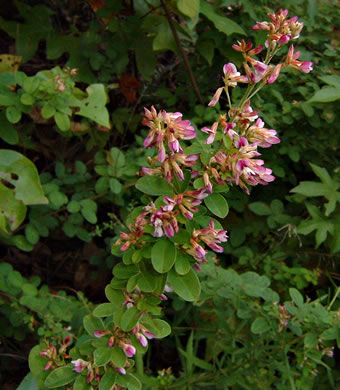 image of Lespedeza violacea, Wand Lespedeza, Wandlike Bush-clover, Violet Bush-clover