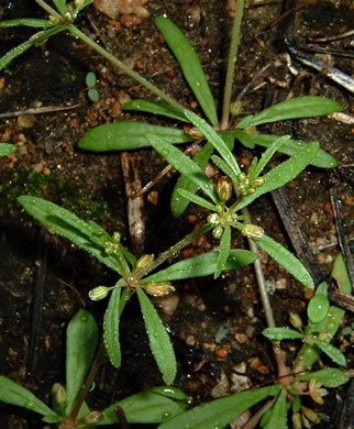 image of Mollugo verticillata, Carpetweed, Indian-chickweed, Green Carpetweed