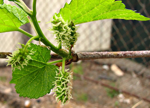 catkin