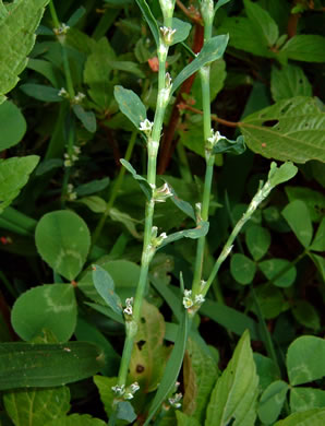 image of Polygonum aviculare ssp. aviculare, Prostrate Knotweed
