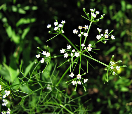 image of Ptilimnium capillaceum, Eastern Bishopweed, Atlantic Bishopweed, Mock Bishopweed, Atlantic Mock Bishop's Weed