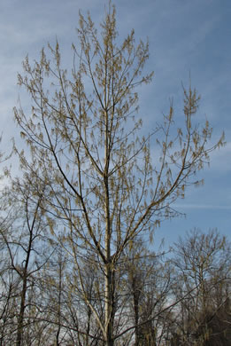 image of Populus deltoides ssp. deltoides, Eastern Cottonwood