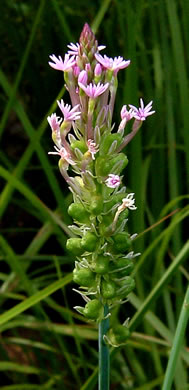 image of Polygala incarnata, Pink Milkwort, Procession-flower