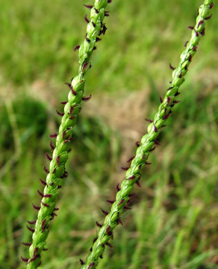 image of Paspalum notatum, Bahia-grass