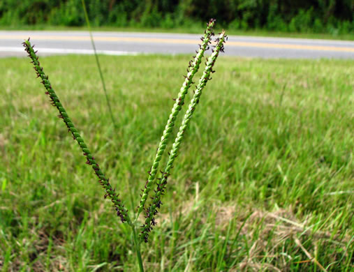 image of Paspalum notatum, Bahia-grass