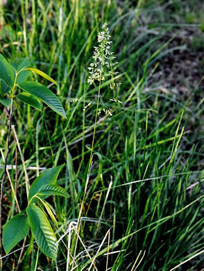leaf or frond of Poa pratensis ssp. pratensis, Kentucky Bluegrass, Junegrass, Speargrass