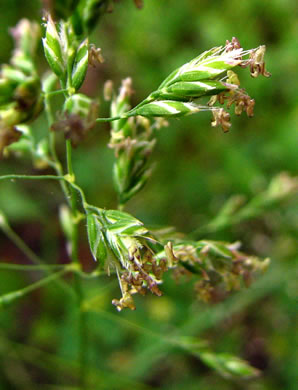flower of Poa pratensis ssp. pratensis, Kentucky Bluegrass, Junegrass, Speargrass