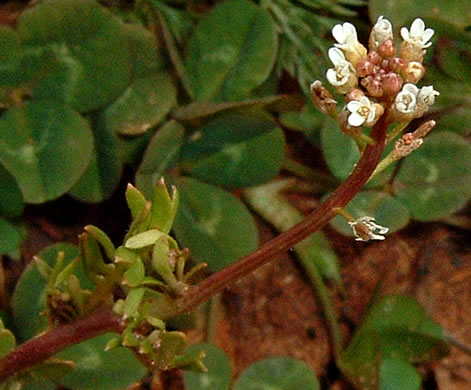flower of Planodes virginicum, Sibara, Virginia-cress, Virginia Rockcress, Virginia Winged Rockcress