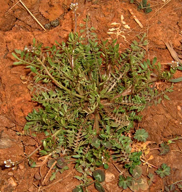 leaf or frond of Planodes virginicum, Sibara, Virginia-cress, Virginia Rockcress, Virginia Winged Rockcress