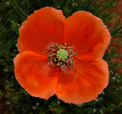 image of Papaver dubium, Long-headed Poppy, Blind Eyes