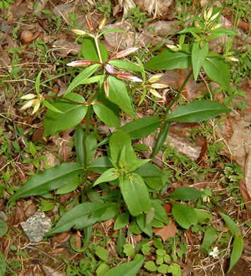 image of Phlox ovata, Mountain Phlox, Appalachian Phlox, Allegheny Phlox