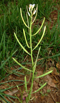 fruit of Planodes virginicum, Sibara, Virginia-cress, Virginia Rockcress, Virginia Winged Rockcress