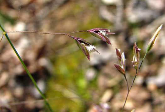 flower of Poa cuspidata, early bluegrass