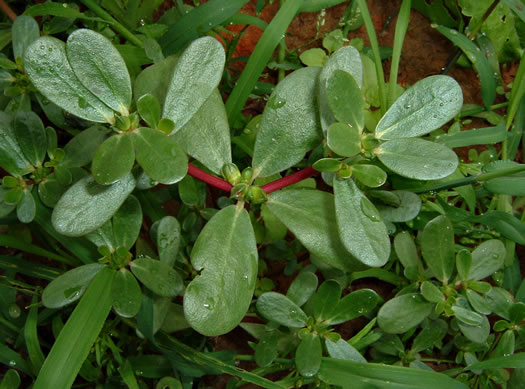 image of Portulaca oleracea, Common Purslane, Garden Purslane, Pussley, Pursley