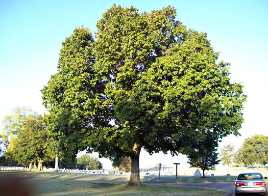 image of Quercus bicolor, Swamp White Oak