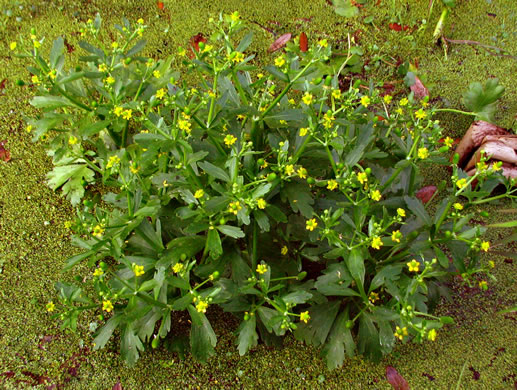 leaf or frond of Ranunculus sceleratus var. sceleratus, Cursed Buttercup, Celery-leaf Crowfoot, Cursed Crowfoot