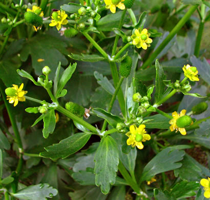 image of Ranunculus sceleratus var. sceleratus, Cursed Buttercup, Celery-leaf Crowfoot, Cursed Crowfoot