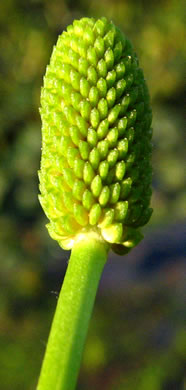 fruit of Ranunculus sceleratus var. sceleratus, Cursed Buttercup, Celery-leaf Crowfoot, Cursed Crowfoot