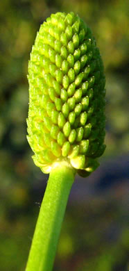 image of Ranunculus sceleratus var. sceleratus, Cursed Buttercup, Celery-leaf Crowfoot, Cursed Crowfoot