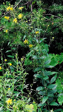 image of Silphium asteriscus var. trifoliatum, Whorled Rosinweed