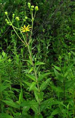 image of Silphium asteriscus var. trifoliatum, Whorled Rosinweed