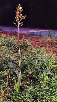 image of Sorghum bicolor ssp. bicolor, Sorghum, Milo, Broomcorn, Sorgo