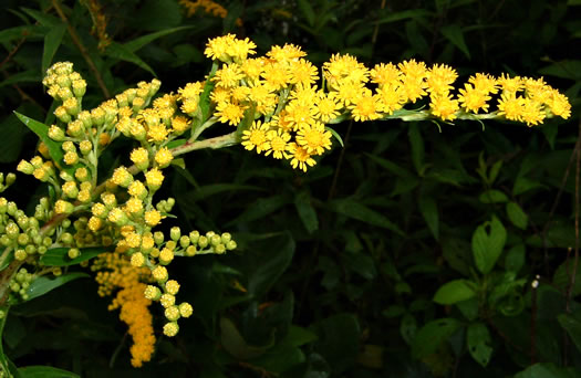 image of Solidago gigantea, Smooth Goldenrod, Late Goldenrod, Giant Goldenrod