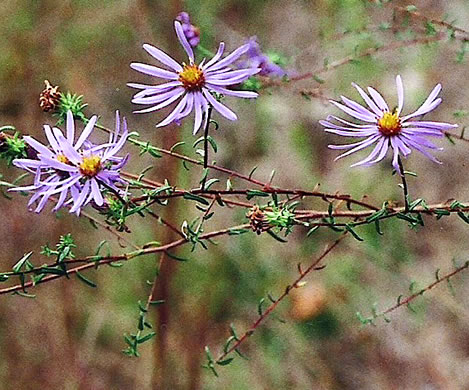 image of Symphyotrichum grandiflorum, Big-headed Aster, Rough Aster, Large-headed Aster, Largeflower Aster