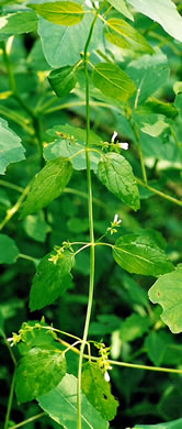 image of Scutellaria lateriflora, Mad-dog Skullcap, Tall Blue Skullcap