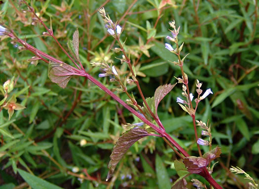 image of Scutellaria lateriflora, Mad-dog Skullcap, Tall Blue Skullcap