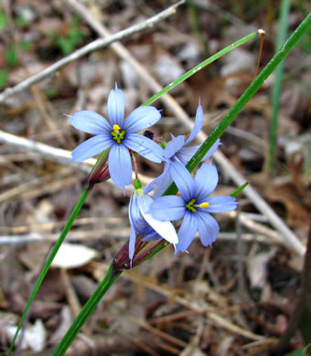 image of Sisyrinchium mucronatum, Needletip Blue-eyed-grass