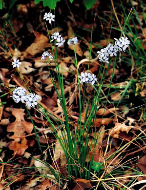 Sisyrinchium mucronatum, Needletip Blue-eyed-grass