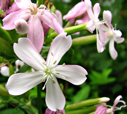 image of Saponaria officinalis, Soapwort, Bouncing Bet