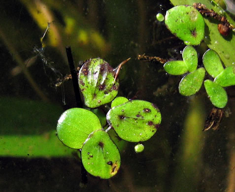 Greater Duckweed