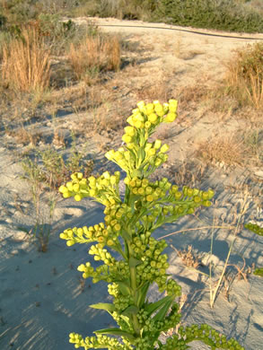 image of Solidago mexicana, Southern Seaside Goldenrod