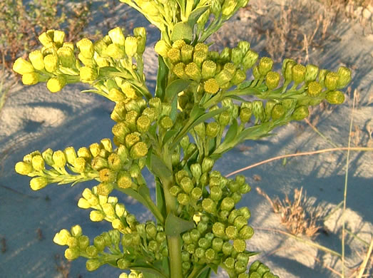 image of Solidago mexicana, Southern Seaside Goldenrod