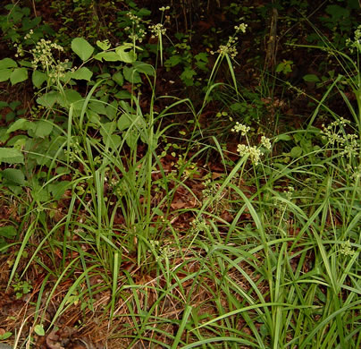 image of Scirpus georgianus, Georgia Bulrush