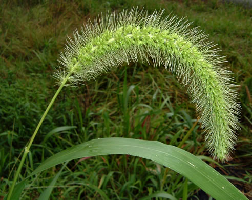 image of Setaria faberi, Nodding Foxtail Grass, Giant Foxtail-grass, Chinese Foxtail