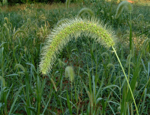 image of Setaria faberi, Nodding Foxtail Grass, Giant Foxtail-grass, Chinese Foxtail