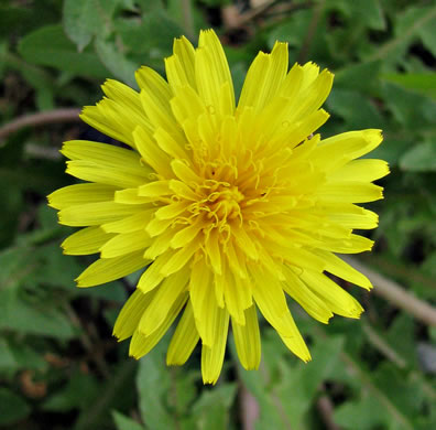 image of Taraxacum erythrospermum, Red-seeded Dandelion