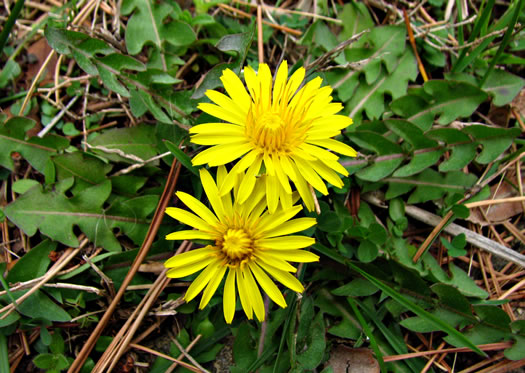 image of Taraxacum erythrospermum, Red-seeded Dandelion