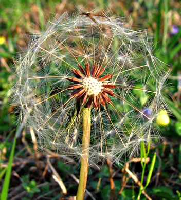 Taraxacum erythrospermum, Red-seeded Dandelion