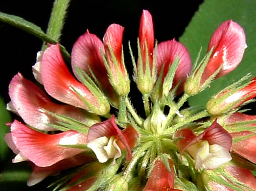 sepals or bracts of Trifolium reflexum, Buffalo Clover