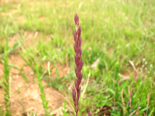 image of Festuca octoflora var. octoflora, Southern Six-weeks Fescue