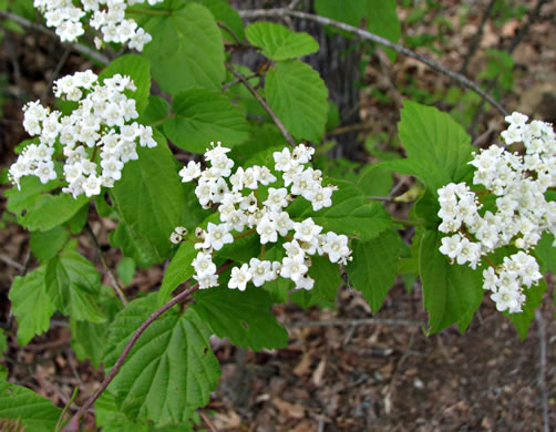 image of Viburnum rafinesqueanum, Downy Arrowwood