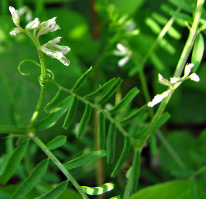 image of Vicia hirsuta, Tiny Vetch, Hairy Tare