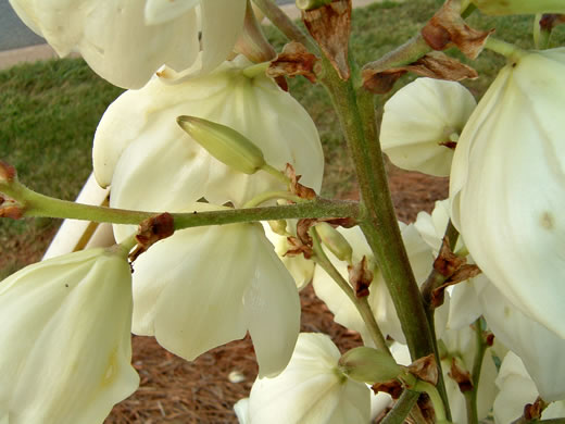 image of Yucca flaccida, Weakleaf Yucca