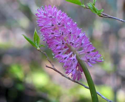 image of Helonias bullata, Swamp Pink